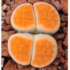 Orange Ice - Seed